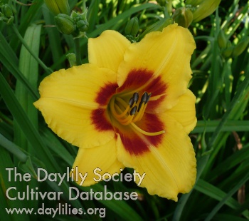 Daylily Little Cadet